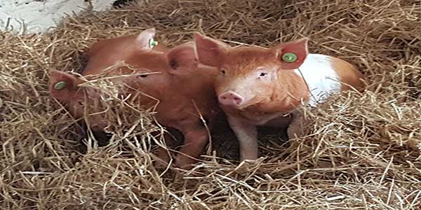 "Sandy Feet Farm Kerry"