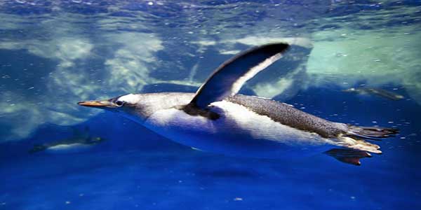"Kerry Oceanworld Aquarium in Dingle"