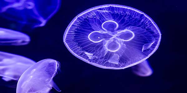 "Dingle Oceanworld Aquarium in Kerry"