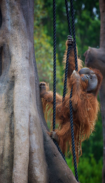 "Dublin Zoo Orangutan"