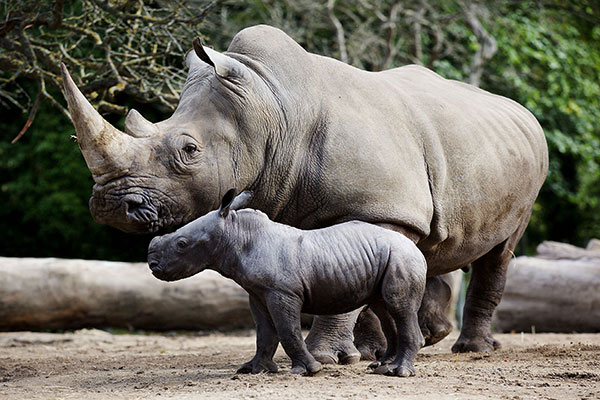 "Dublin Zoo Southern White Rhinocero"