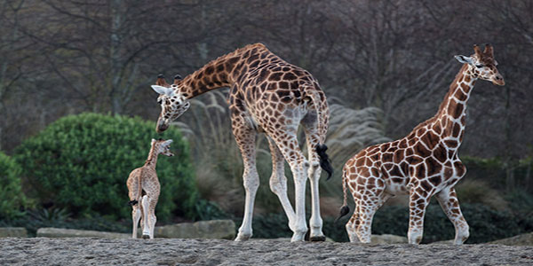 "Dublin Zoo Giraffe"