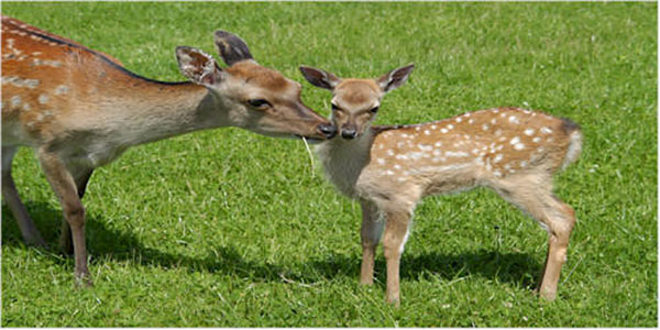 "Glendeer Pet Farm Wicklow"