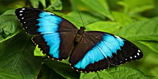 "Dingle Oceanworld Butterfly Oasis"