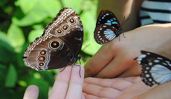 "School Tours at Malahide Castle and Gardens"