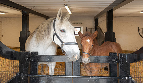 Newbridge House and Farm Dublin"