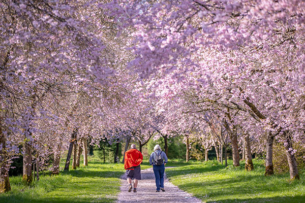 "Cherry-Blossoms-at-Birr-Castle-Demesne"