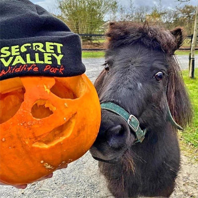 "halloween at secret valley wildlife park"