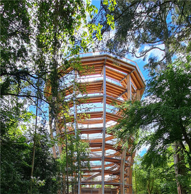 "beyond the trees coillte viewing tower"