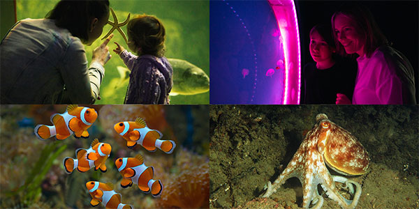 "galway aquarium clownfish octopus family kids teenagers"