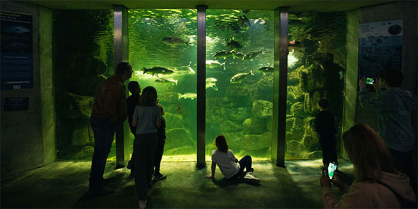 "galway aquarium family kids and teenagers"