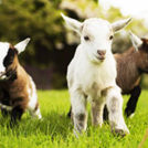 ''Newgrange Farm''