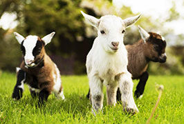 Meath- Newgrange Farm