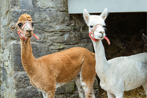 "newbridge house and farm alpacas"