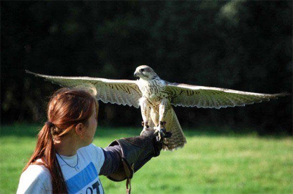 'Eagles Flying'