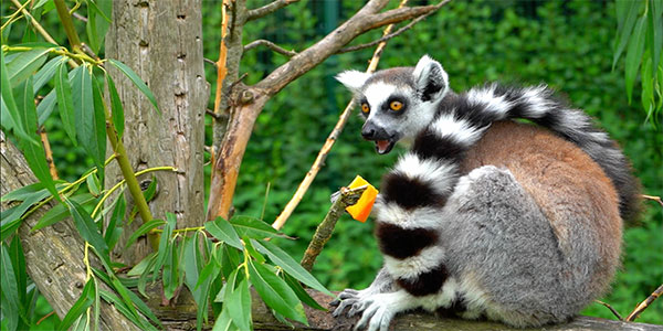 clonfert pet farm family meerkat
