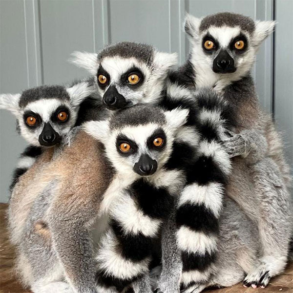 "conspiracy of lemurs at stonehall visitors farm"